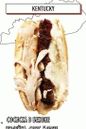 hot dog con salchicha en tocino, pavo, salsa mórne