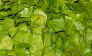 Espinacas para el invierno