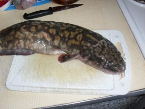 Oreja de burbot